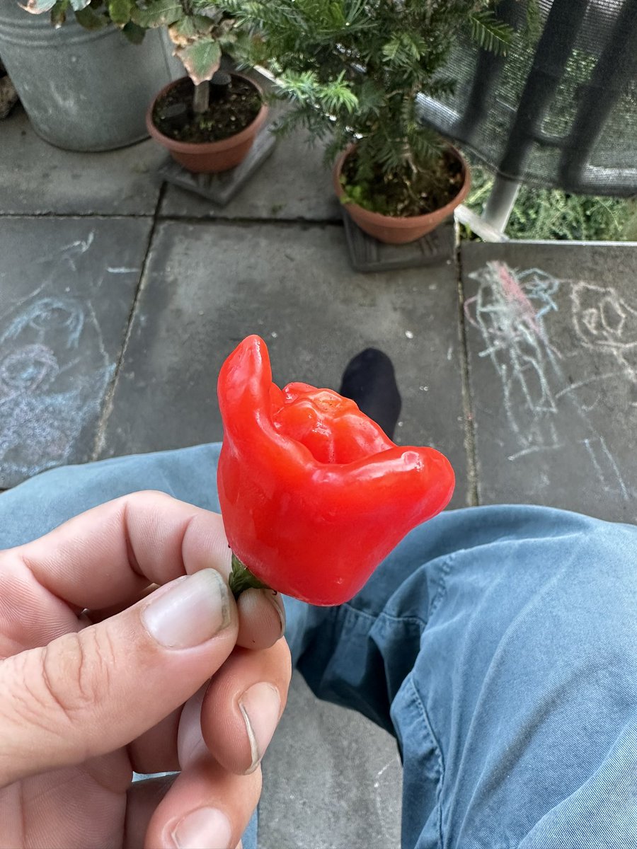 EdEdding's tweet photo. @SpicyKushBoy Die sind voll gemein. 
Hab bei Bekannten so Ding geklaut. Außen zuckersüß, aber die Spitze in der Mitte!
Waaaaaahhhh! https://t.co/BJUZdrFriF