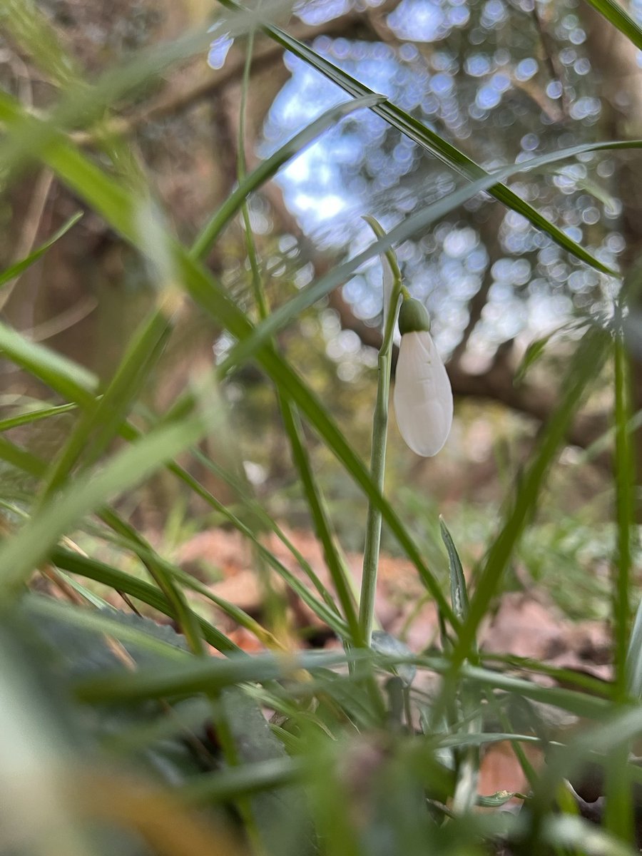 First Snowdrop of the winter… bit keen! Taking it as an omen for at least one snow day this week!  ❄️☃️❄️🌨️❄️ #snowday #snow