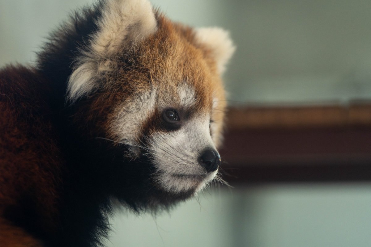 sugitti62's tweet photo. 日本平動物園のレッサーパンダの赤ちゃん
ぬいぐるみみたいでめっちゃかわいかった
＃レッサーパンダ https://t.co/bgjTJJQJj2