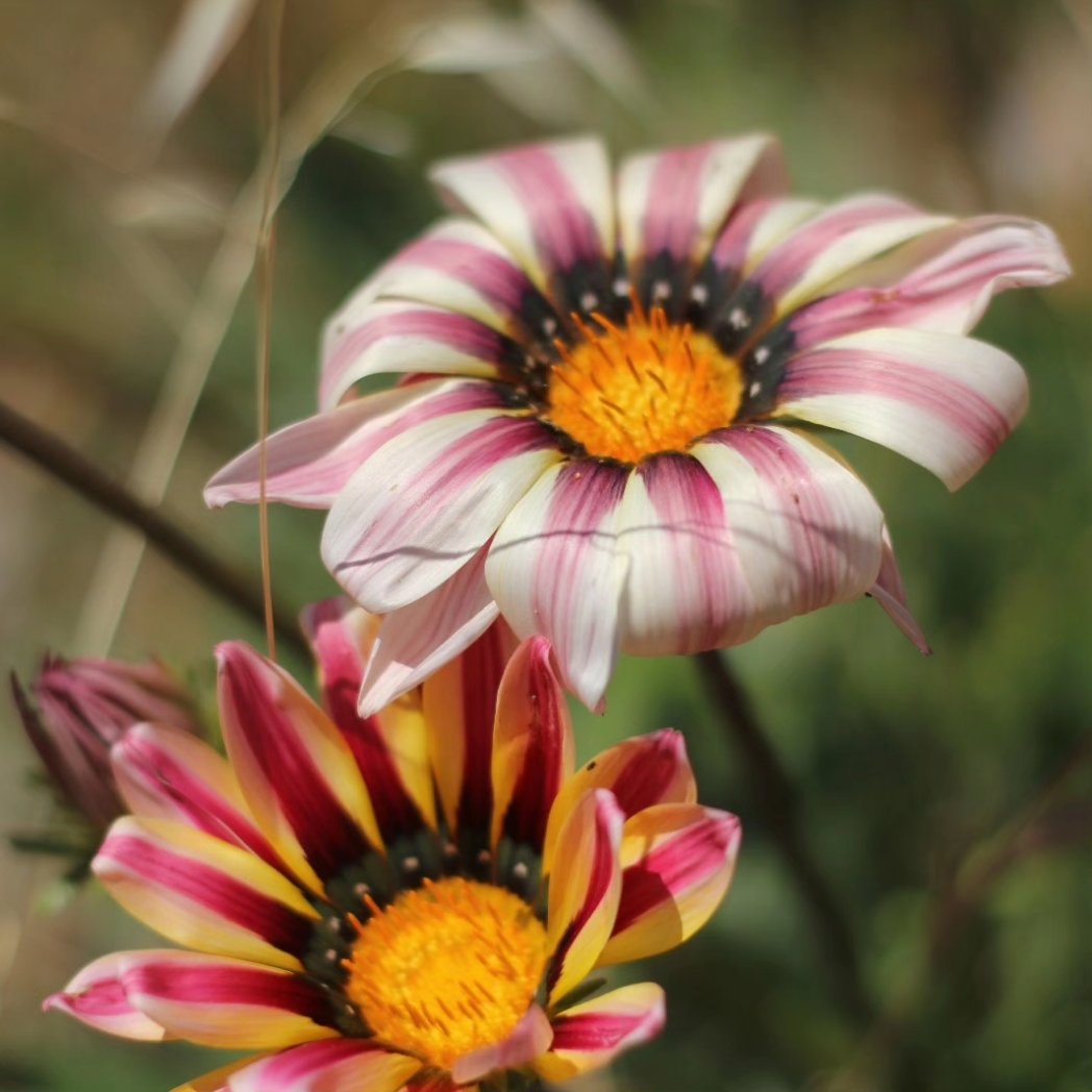 Güzel Pazarlar, çiçek gibi haftalar olsun. 
Gardener Abi Datça'da! #datca #datça #pazar #gardenerabidatcada