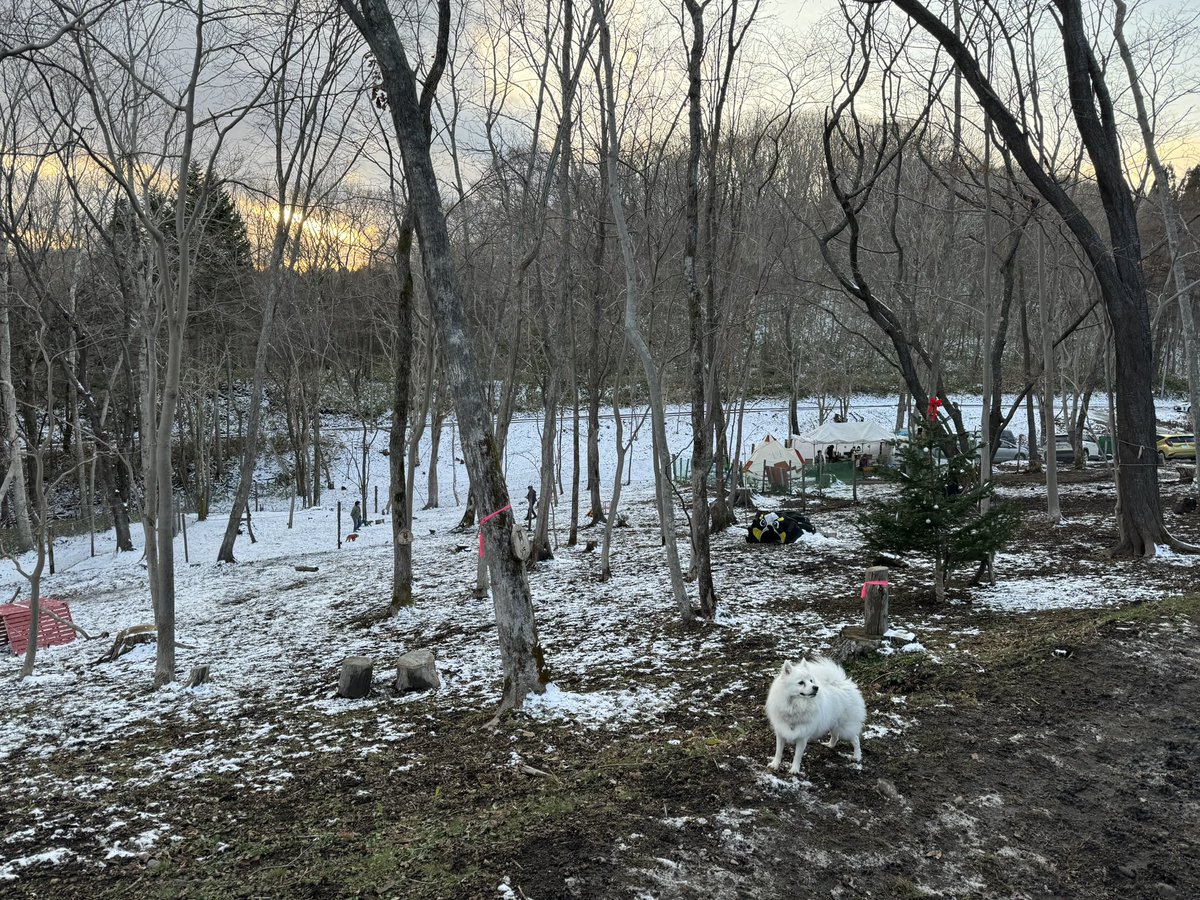 mirrativneko's tweet photo. 今日は登別にある「もなかの森」最終営業日に行ってきました…

実は大型犬が苦手なスピカ…少しビビっていましたが、小型犬の方に案内していただきそこで少し遊び、大型犬が帰った後メインの方で遊ばせてもらいました！
また来年も遊びに行きます！

#登別　#もなかの森 https://t.co/mzySgcg4gl