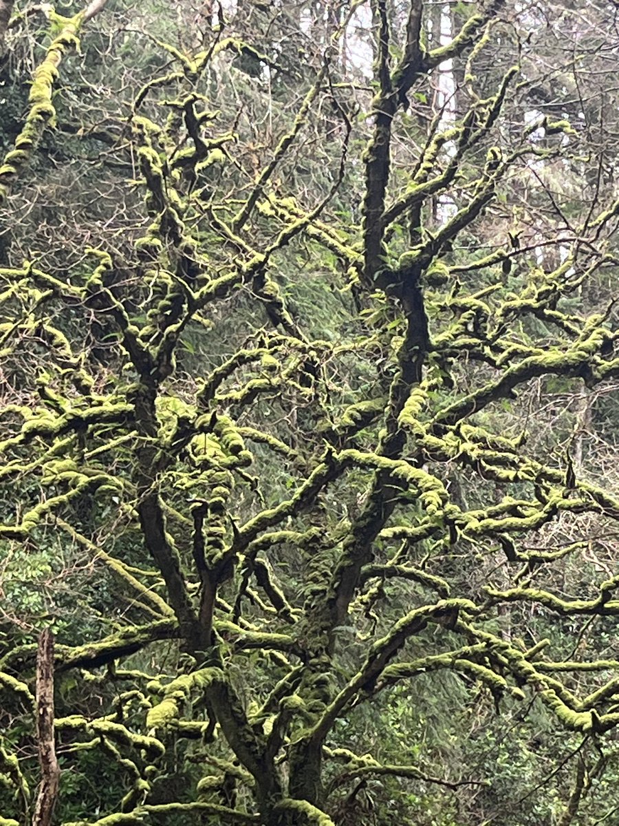 Jomeara72's tweet photo. A mossy tree in Killarney https://t.co/Mb7fQXZvcE