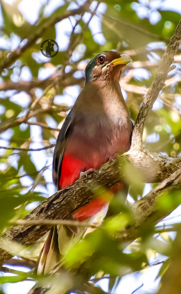 Mr.& Mrs.Narina Trogon - Apaloderma narina

Soroi Luxury Migration Camp,Masai Mara,Kenya.

#martowanjohiphotography #birdwatching254 #twitternaturecommunity #birdsphotography #birdsofkenya #trogons #masaimara #nikon #natgeobirds #bdasafaris