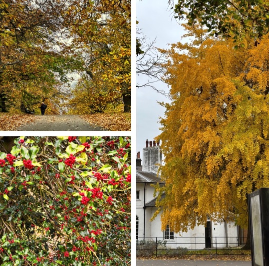 Winter walks in Greenwich Park and the colours of the trees and leaves are stunning 🍁🍂🌳🐕‍🦺🐾🍁🍂🌳🐕‍🦺🐾🍁🍂