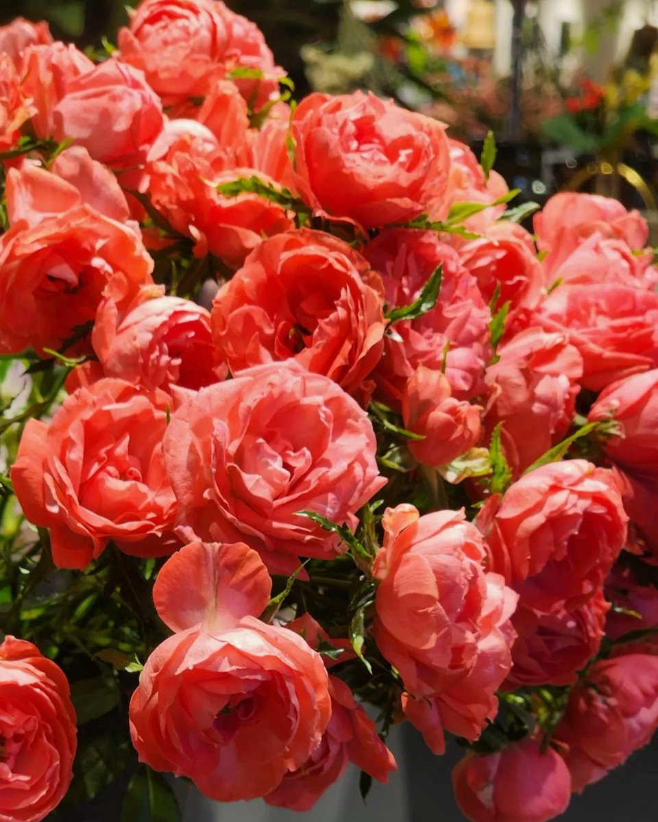Cat_NatureTokyo's tweet photo. Roselovers
薔薇の撮影に試行錯誤してます。
なんてたって薔薇が好き(^_^)/

#rose #gardenrose #autumnroses 
#flower #flowers #flowerlovers #flowerphotography 
#flowerphoto 
#花好きな人と繋がりたい
#写真好きな人と繋がりたい
#はなすたぐらむ #私の花の写真 
#花 #薔薇 #ばら #秋薔薇 https://t.co/Fc9nWXTP5W