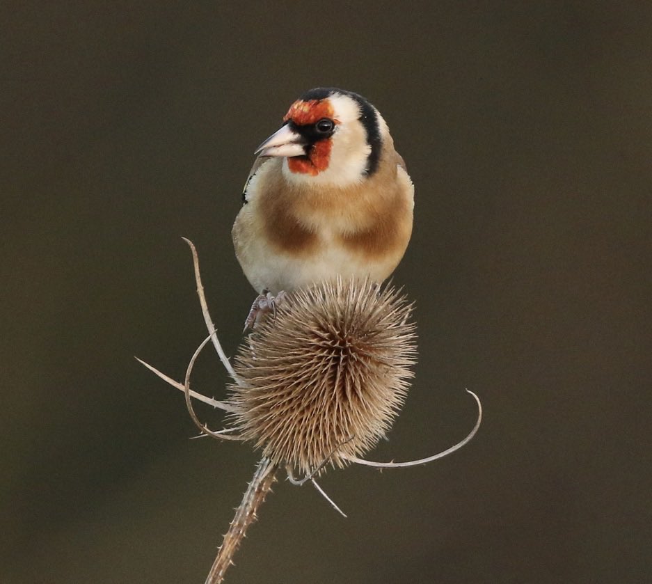 Nature pic for today: Goldfinch on a teasel, North London