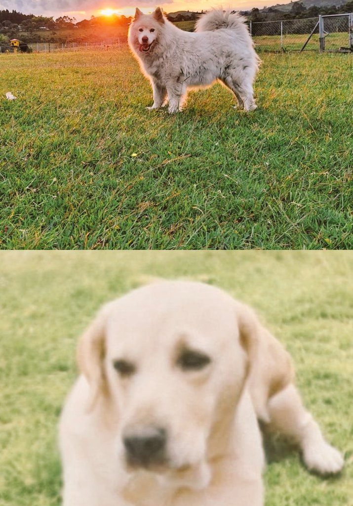 #LaMascotaDeMiVida 
Un abrazo <a href="/DanielSamperO/">Daniel Samper Ospina</a> gracias por brindarle un hogar a Serafín. 
Ellas son, Dana, mi hermosa labrador,  fallecida hace más de 12 años y Lana quien llegó a arroparnos y a brindarnos tranquilidad, las dos son el amor más puro.