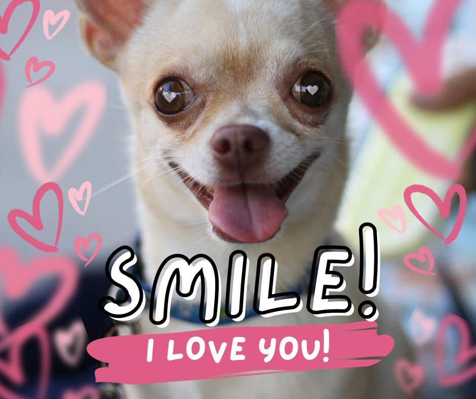 PPC_Coach's tweet photo. 🤪 - Imagine putting this little guy on his own custom pet portrait?  People LOVE dogs, cats, hamsters, horses and more.  They buy custom pet portraits and will even give them as gifts.  That's why I'm selling these from here on in!  Want to learn how to sell custom pet portraits https://t.co/t6EZ6MrpeZ