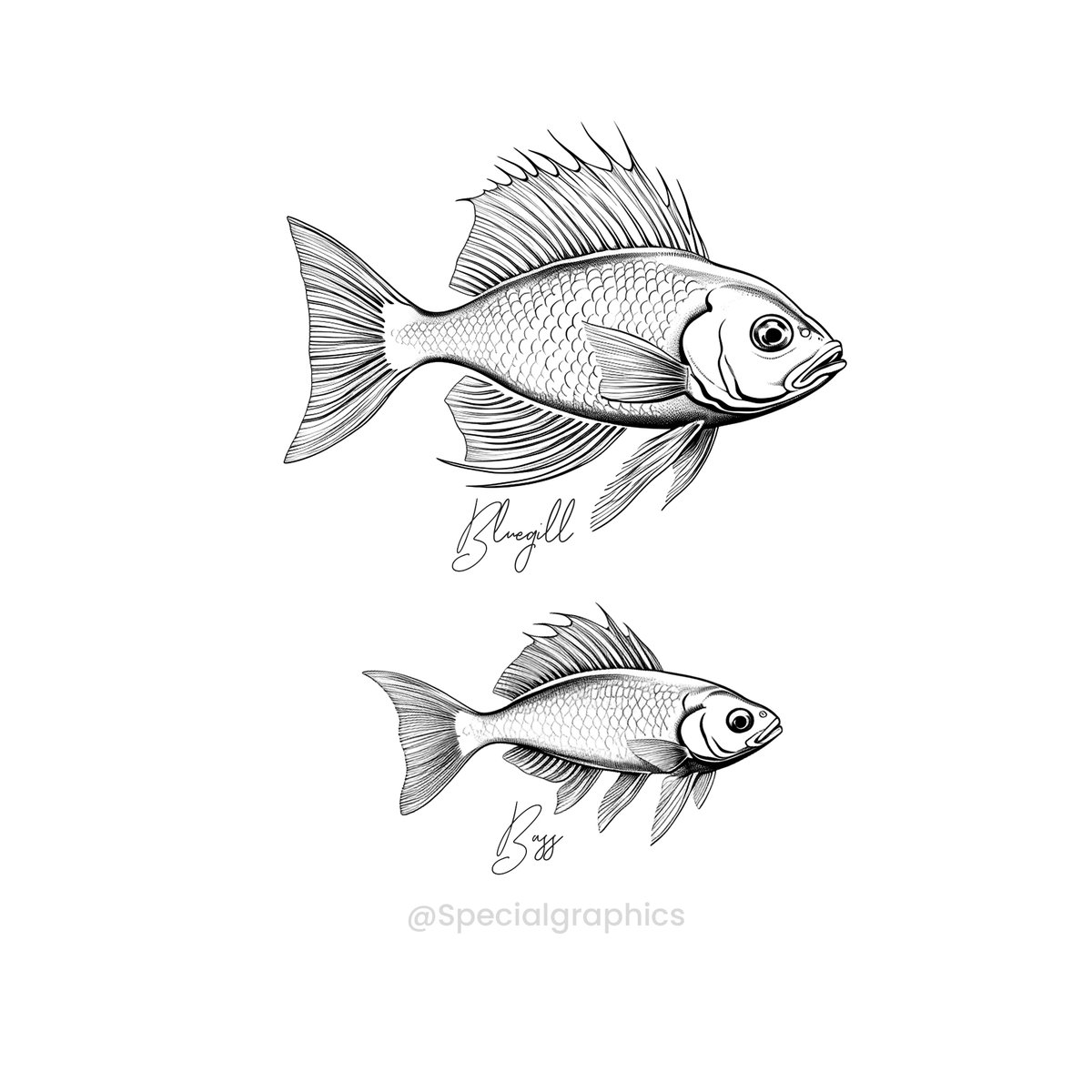 Info_SGraphics's tweet photo. Immerse yourself in our digital vector drawing masterpiece featuring a captivating array of sea creatures. Our Special Graphics team brings these fish sketches to life with finesse, blending technology and artistry. 
#specialgraphics #graphicdesign #art #sketch #illustration https://t.co/dzFOSZbsNt