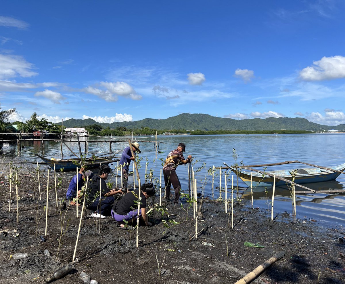 KaDsTacloban's tweet photo. PHOTOS:

During the first day of our mangrove tree planting last October 23, 2023 which we had planted the first 250 seedlings.

Thank you so much for your donations, all for Mother Earth! 🌱

Special thanks to the staff of PATFIMELPSECO for your help always!

#12YearsOfKathNiel https://t.co/CRZbawldDr