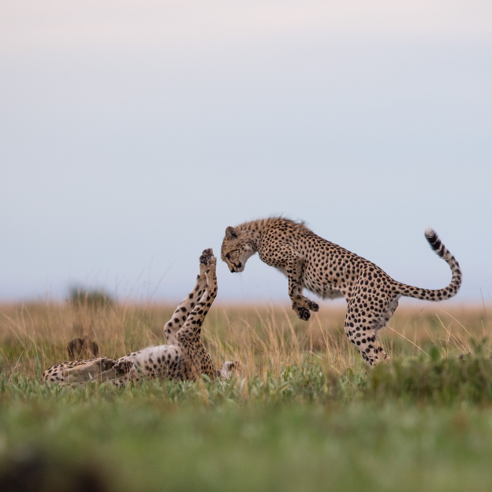 jrnyww's tweet photo. An African safari - so many facets. Incredible service and luxury, wide open spaces and the feeling of freedom. Walks in the bush where your senses come alive, looking, hearing, smelling, feeling, aware of the environment around you - because they're all aware of you there :) https://t.co/kAxJFYCrJg