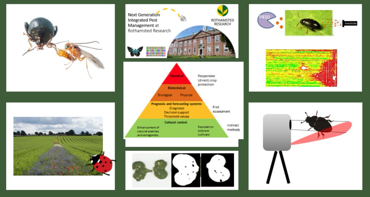 One week left to apply for a senior research scientist post in my team @Rothamsted to develop their work on Next Generation Integrated (insect) Pest Management! (deadline extended to 3/12/23). Pls repost! g.co/kgs/nrN5wY