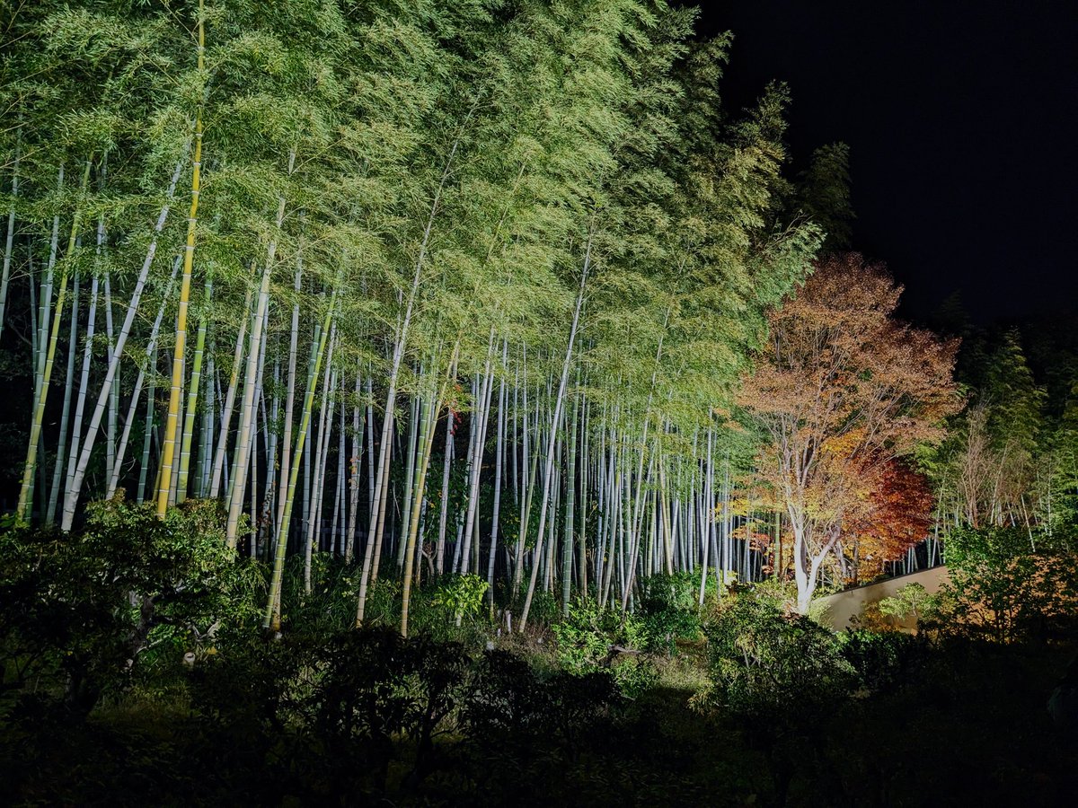 artist_in_field's tweet photo. いい感じの日本庭園もあったので、#BLOID のお二人はここで演奏会をしてくれてもいいんですよ? https://t.co/rRfosV3qVZ