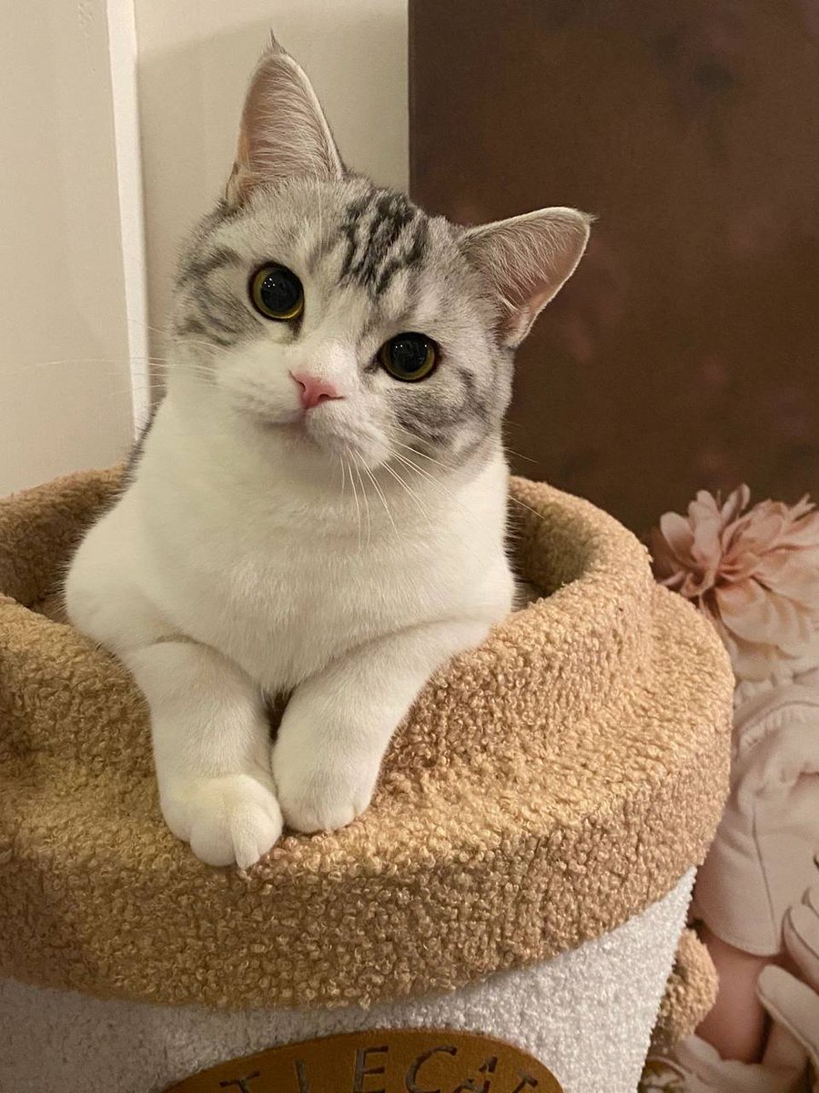 JanEddie91's tweet photo. Am I cute? You are so cute, I like it so much😍😍😍😍😍😍

#Americanshorthaircat #petcat https://t.co/FeDZKkPlLn