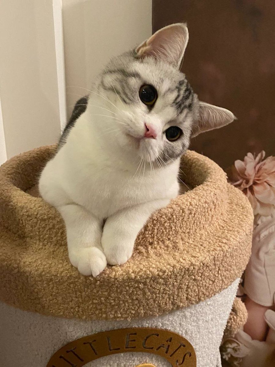 JanEddie91's tweet photo. Am I cute? You are so cute, I like it so much😍😍😍😍😍😍

#Americanshorthaircat #petcat https://t.co/FeDZKkPlLn