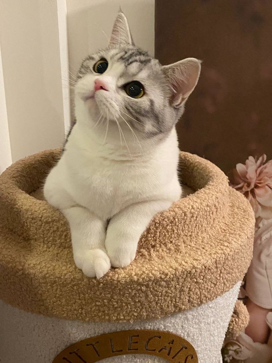 JanEddie91's tweet photo. Am I cute? You are so cute, I like it so much😍😍😍😍😍😍

#Americanshorthaircat #petcat https://t.co/FeDZKkPlLn
