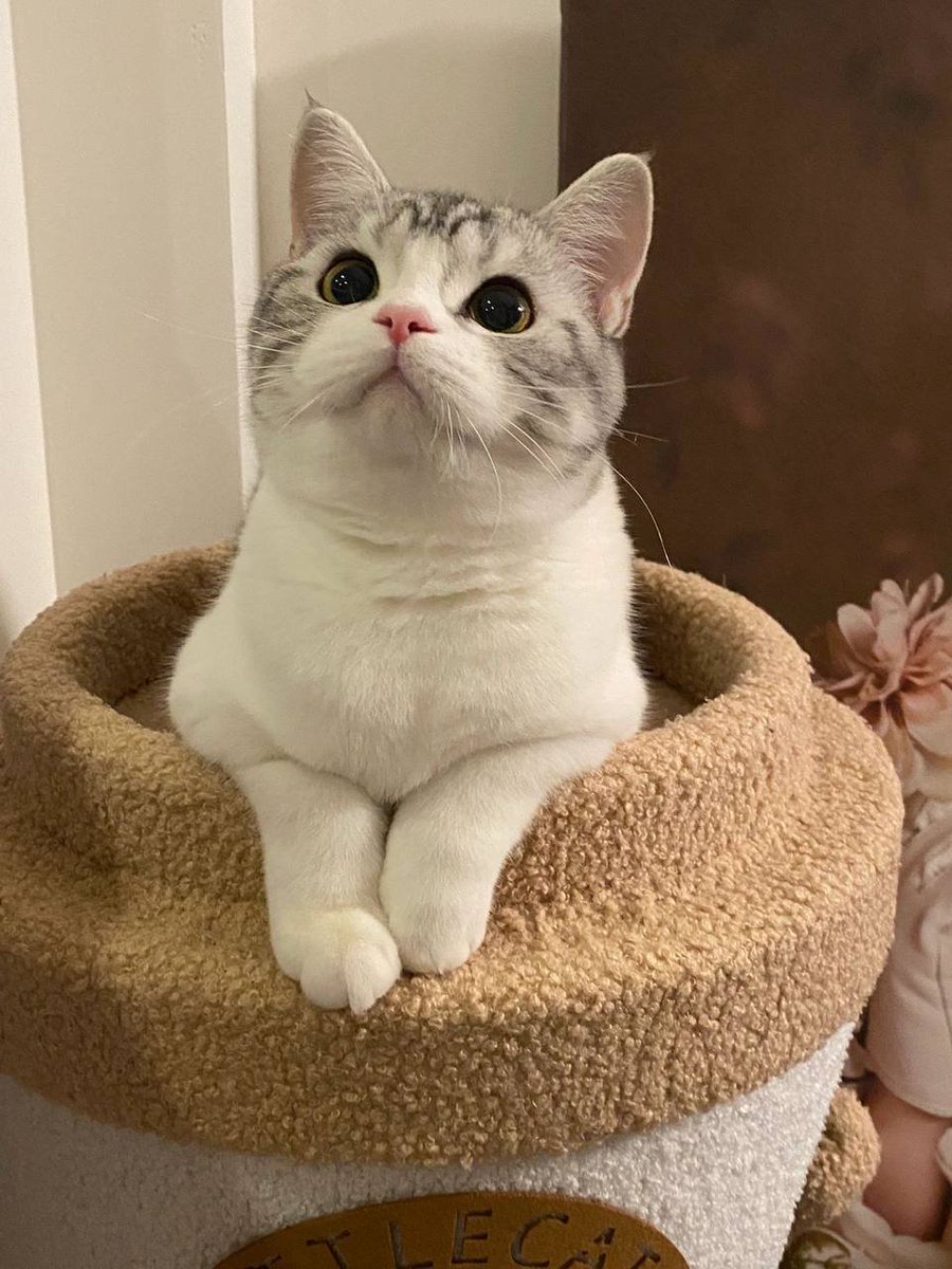 JanEddie91's tweet photo. Am I cute? You are so cute, I like it so much😍😍😍😍😍😍

#Americanshorthaircat #petcat https://t.co/FeDZKkPlLn