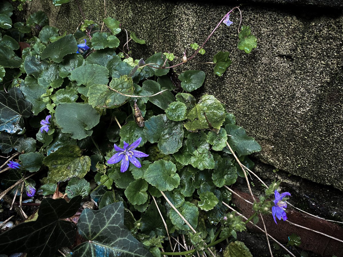 HollyOakLife's tweet photo. Flowers are still blooming in November 桔梗さんや紫のお花さんもまだ咲いてる11月😳 #Novembergarden #countrylife #infrance #flowers #whimsical #11月 #庭の花 #庭のある暮らし #桔梗 #田舎暮らし #フランス生活 #フランスの田舎 https://t.co/lIsJax9zlz