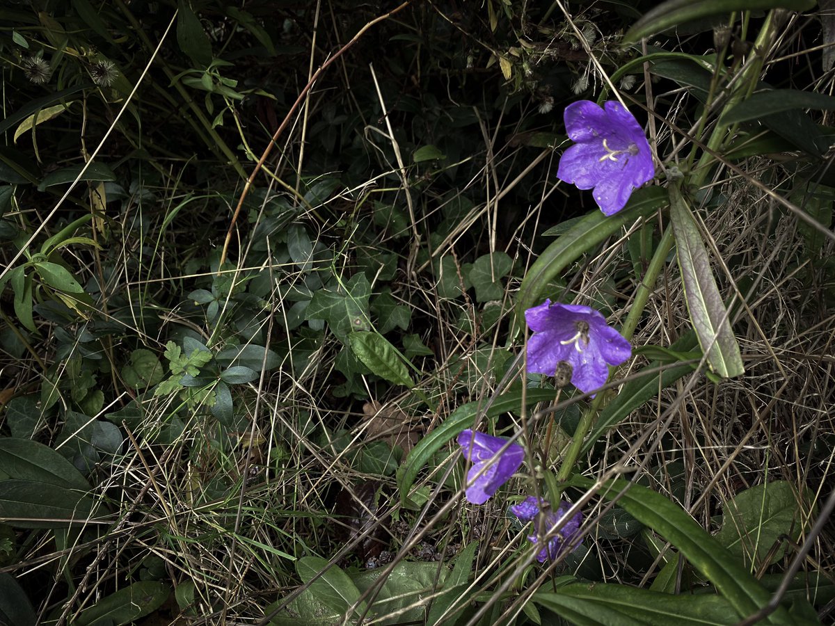 HollyOakLife's tweet photo. Flowers are still blooming in November 桔梗さんや紫のお花さんもまだ咲いてる11月😳 #Novembergarden #countrylife #infrance #flowers #whimsical #11月 #庭の花 #庭のある暮らし #桔梗 #田舎暮らし #フランス生活 #フランスの田舎 https://t.co/lIsJax9zlz