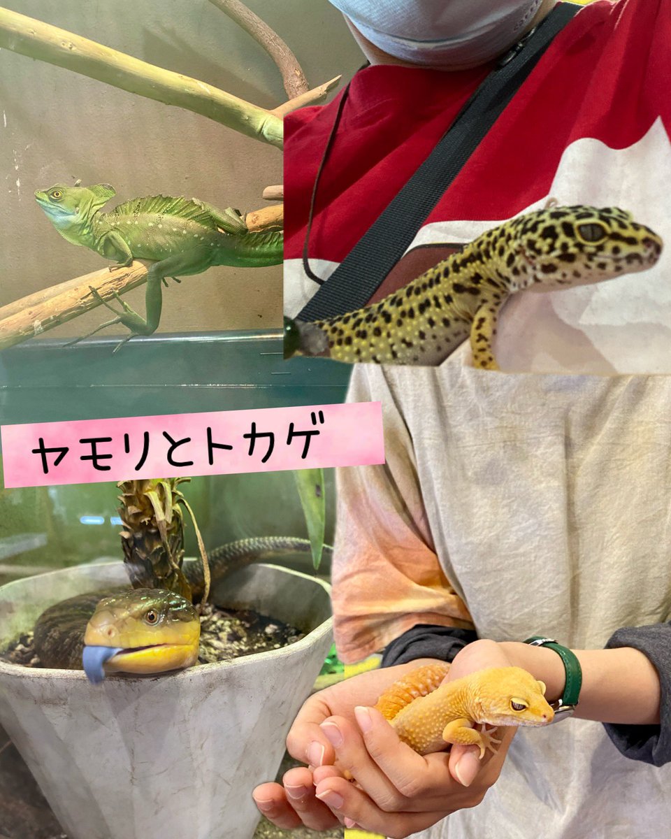 karikari_mihiro's tweet photo. @kitarepjp  さんへ友人と行って来た⤴︎⤴︎
触れ合える場所♥️ 
スタッフさんが、飼い方などを詳しく教えてくれて、めちゃ勉強なった✨
フレンドリーで良き🙆‍♀️
札幌来たら行ってみて✋
 #北のレプ舎  #ふれあい  #爬虫類 #リクガメ #ヘビ #もどき https://t.co/BCPtdbz3qg