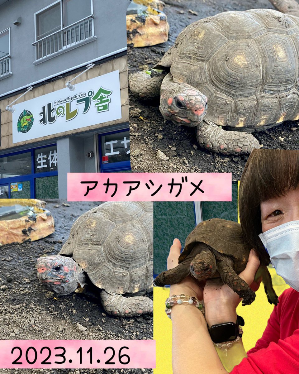 karikari_mihiro's tweet photo. @kitarepjp  さんへ友人と行って来た⤴︎⤴︎
触れ合える場所♥️ 
スタッフさんが、飼い方などを詳しく教えてくれて、めちゃ勉強なった✨
フレンドリーで良き🙆‍♀️
札幌来たら行ってみて✋
 #北のレプ舎  #ふれあい  #爬虫類 #リクガメ #ヘビ #もどき https://t.co/BCPtdbz3qg