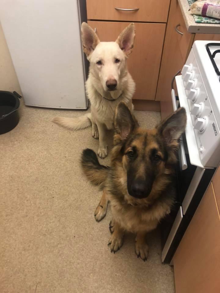 mrsToniwithani's tweet photo. @aliblahblah3 Well she’s a daddy’s girl even though she was supposed to be my dog! I’ll just stick with her kids! https://t.co/nA04jYUgre
