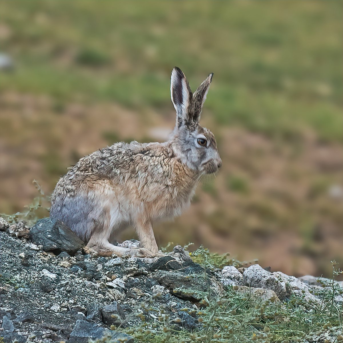 Good Morning Monday!

Inviting friends to post their mammals pic with 
#MammalMonday

A hare native to Central Asia.

Woolly Hare - Lepus oiostolus

#ThePhotoHour #IndiAves #BBCWildlifePOTD