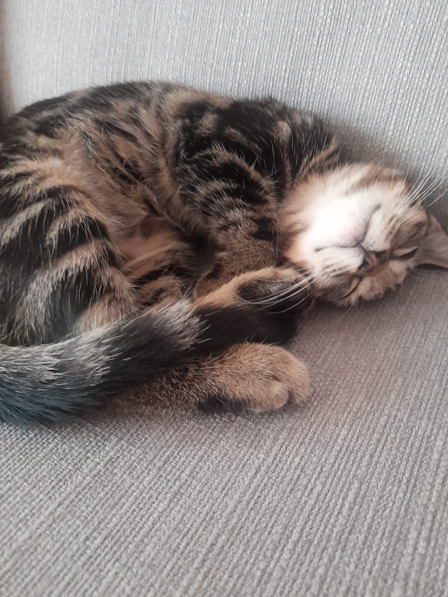 iSerefim's tweet photo. In my ongoing question to name things after EVE, the newest member of our family - Phoenix https://t.co/QpXh6FRVR6