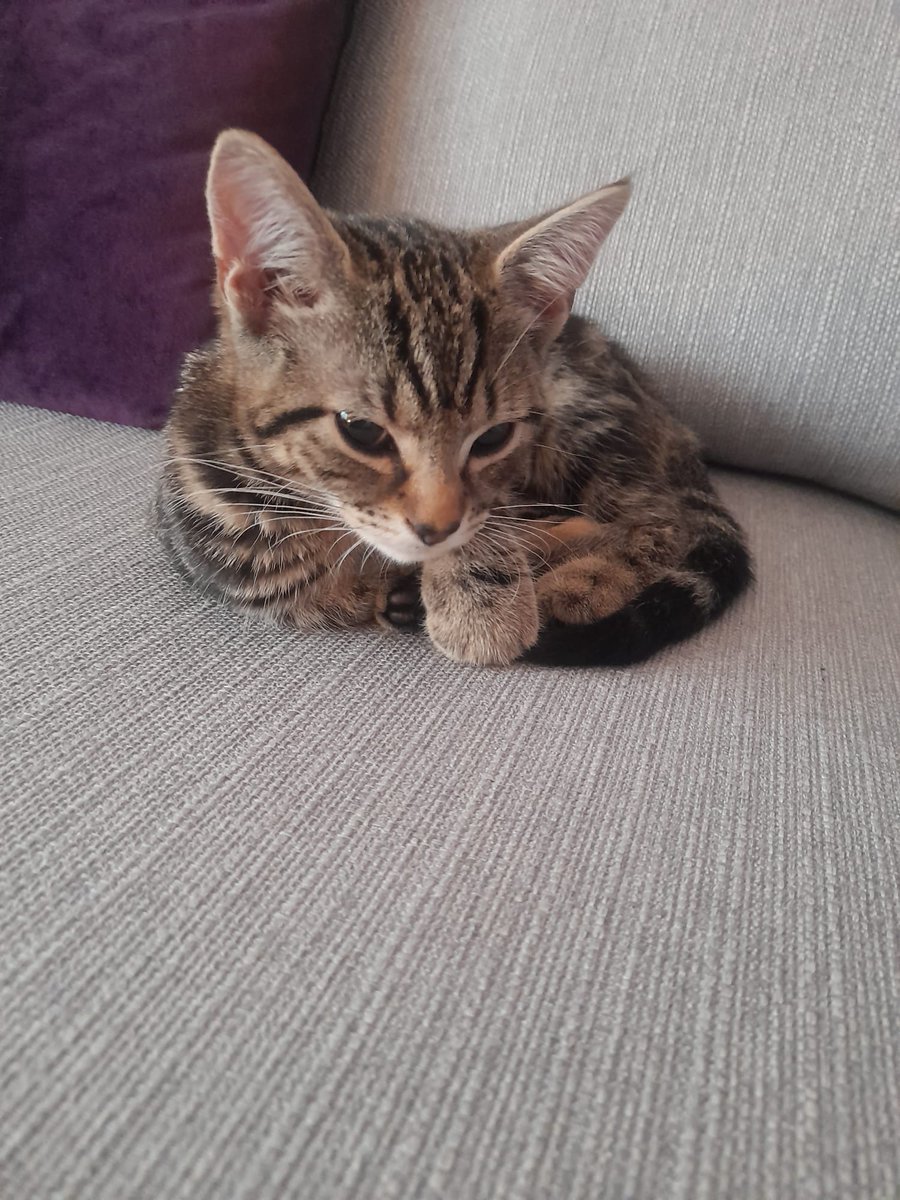 iSerefim's tweet photo. In my ongoing question to name things after EVE, the newest member of our family - Phoenix https://t.co/QpXh6FRVR6