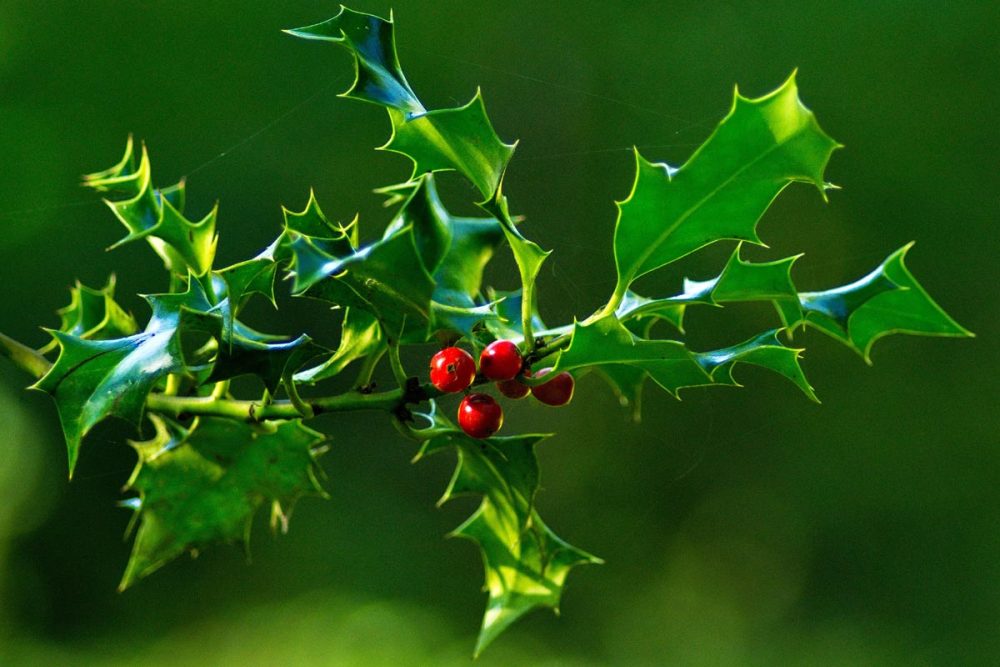 🌲🍂 Préparez votre jardin pour l'hiver avec ces 10 arbustes persistants résistants au froid !

Découvrez des variétés colorées et robustes pour un jardin éclatant même en saison froide. 🌿🌨️

Plus d'infos ici ➡️ autourdupotager.com/arbustes-resis…