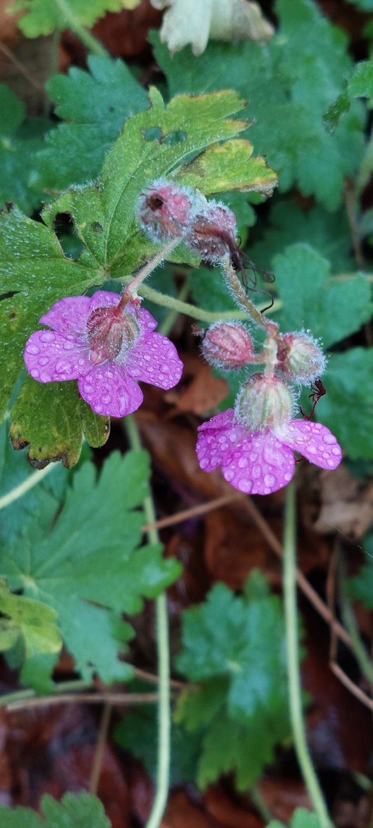 lizabe86169030's tweet photo. The low sitting cloud has been turning into mist on the #BlackdownHills this morning.
Signs of life #flora #wrongtimeofyear https://t.co/J1PzuUWH32