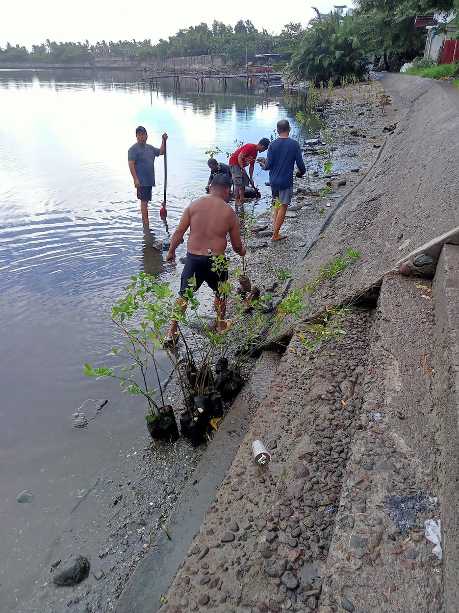 PHOTOS:

During the second day of our mangrove tree planting last November 4, 2023 which we had planted the last 275 seedlings.

Thank you so much for your donations, all for Mother Earth! 🌱

Special thanks to all the fisherfolks of Brgy 86 in Tac City! 💙

#12YearsOfKathNiel