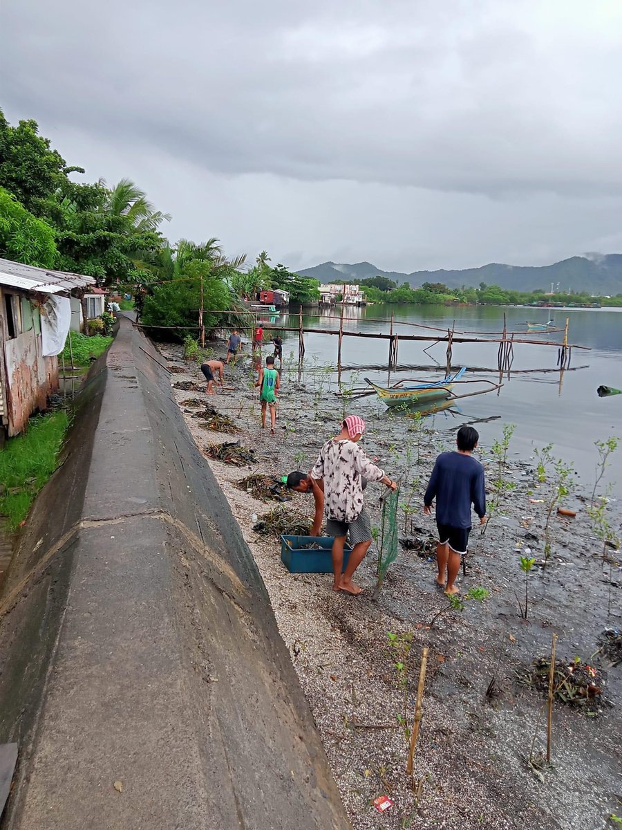 KaDsTacloban's tweet photo. PHOTOS:

During the second day of our mangrove tree planting last November 4, 2023 which we had planted the last 275 seedlings.

Thank you so much for your donations, all for Mother Earth! 🌱

Special thanks to all the fisherfolks of Brgy 86 in Tac City! 💙

#12YearsOfKathNiel https://t.co/1u3Q2pqZ89