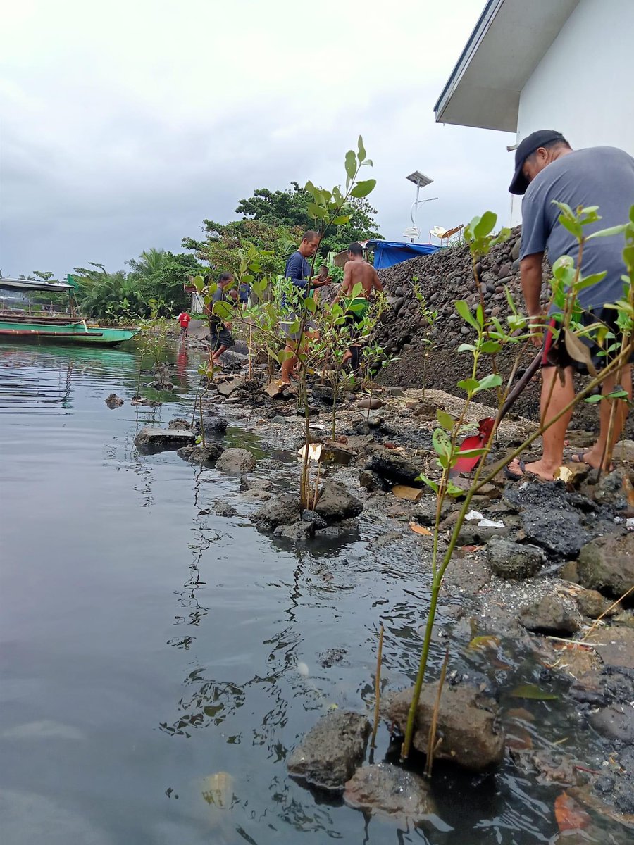 KaDsTacloban's tweet photo. PHOTOS:

During the second day of our mangrove tree planting last November 4, 2023 which we had planted the last 275 seedlings.

Thank you so much for your donations, all for Mother Earth! 🌱

Special thanks to all the fisherfolks of Brgy 86 in Tac City! 💙

#12YearsOfKathNiel https://t.co/1u3Q2pqZ89