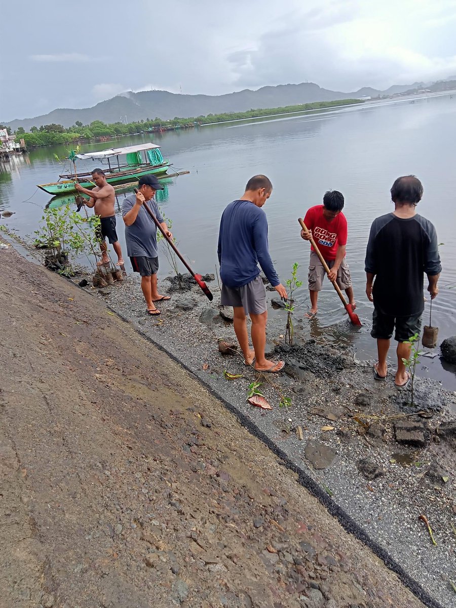 KaDsTacloban's tweet photo. PHOTOS:

During the second day of our mangrove tree planting last November 4, 2023 which we had planted the last 275 seedlings.

Thank you so much for your donations, all for Mother Earth! 🌱

Special thanks to all the fisherfolks of Brgy 86 in Tac City! 💙

#12YearsOfKathNiel https://t.co/1u3Q2pqZ89