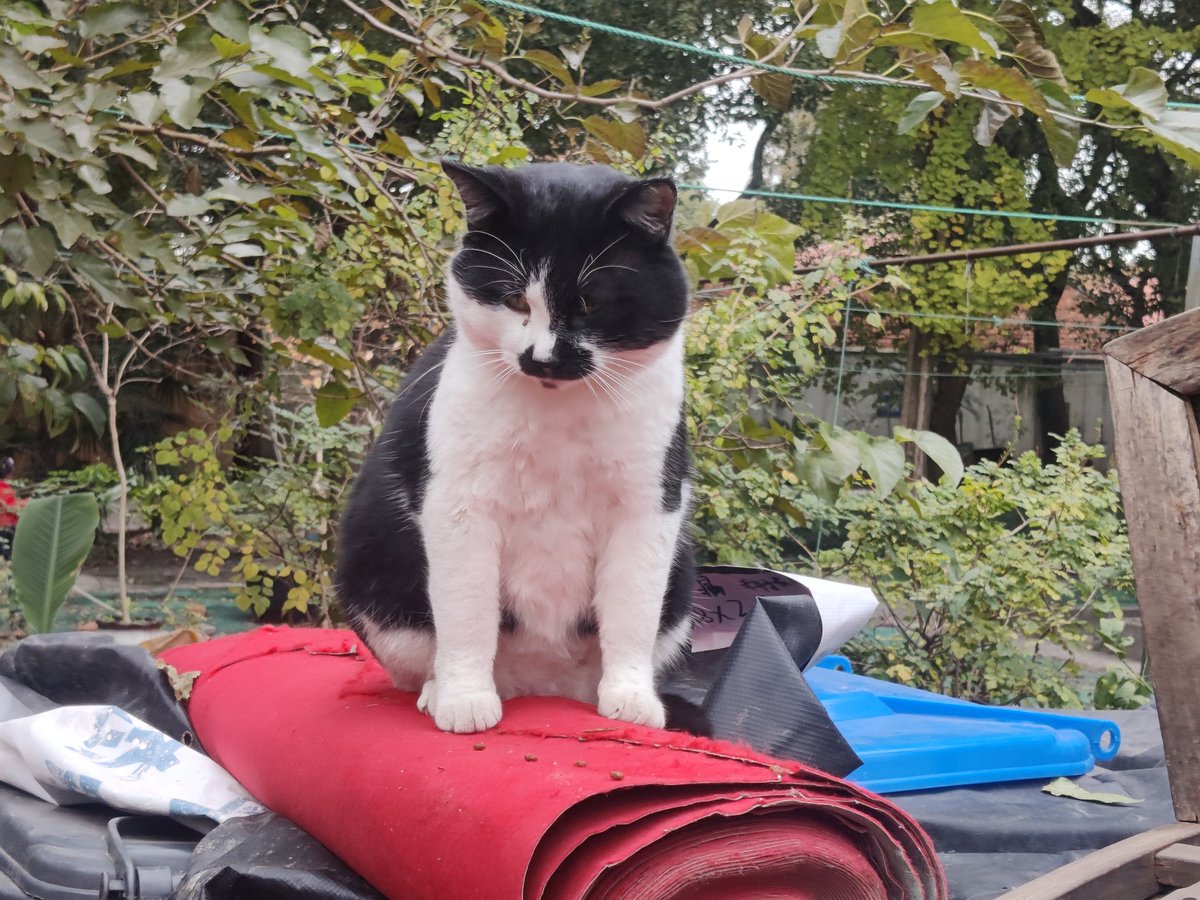 sangdaye's tweet photo. 今天和朋友去了西园寺，拍到了四只小八嘎🐱笑死了 https://t.co/ImLgnmcXNc