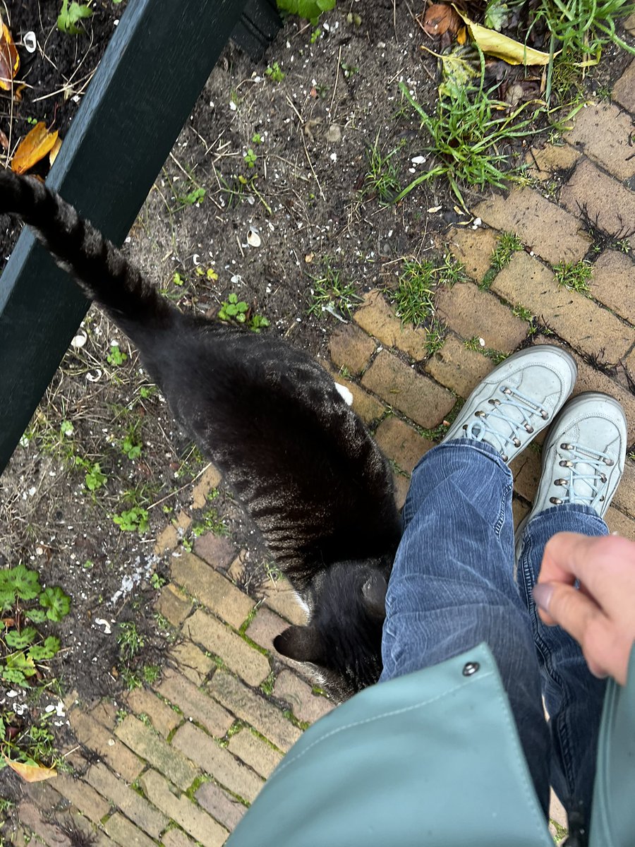 iRepeltje's tweet image. Poezen onderweg #NotMyCat
#WhileWalking
