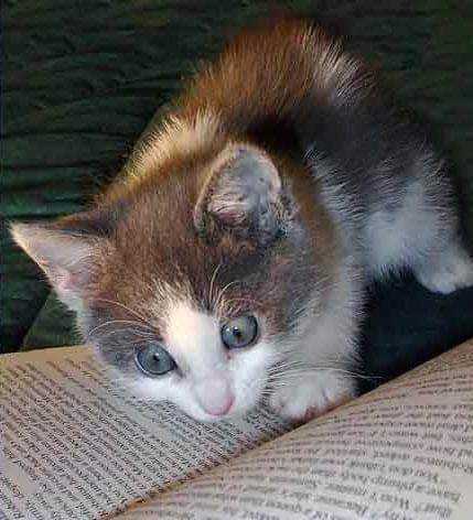 Let's do a #WritersLift, since I don't think I do that often enough.

You know the drill. Promote your #sites, #books, #poems, #blogs, and #fiction below.

#SupportCreatives
#WritingCommunity