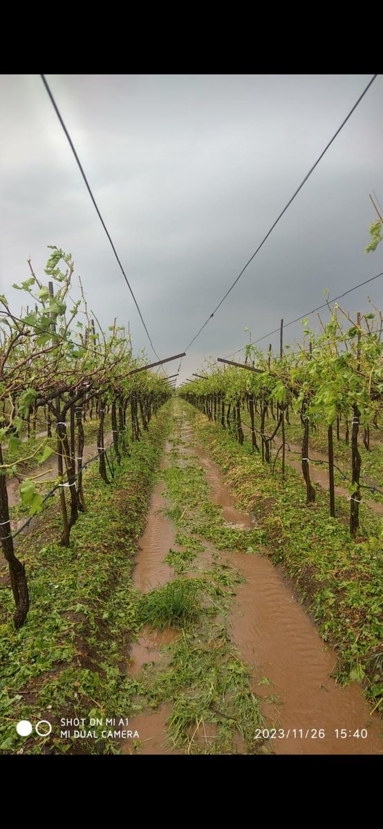 ravindravarpe21's tweet photo. #काळादिवस #grapes #द्राक्ष
#नाशिक #दिंडोरी #निफाड
आज नाशिकच्या द्राक्ष बाग शेतकऱ्यांसाठी काळा दिवस वार्षिक पीक असते.
गारांचा #पाऊस तोही तब्ब्ल 3-4 तास. द्राक्ष वेलीला पाने आणि द्राक्ष घड शिल्लक नाही.

सरकार कडून मदत येईल असे तरी वाटत नाही
😭😭😭😭😭😭 https://t.co/FWFpioUr3e