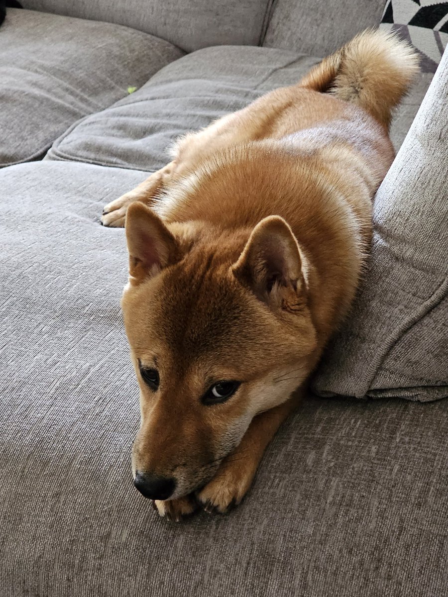 Koji requires internet points for sustenance, please and thank you.