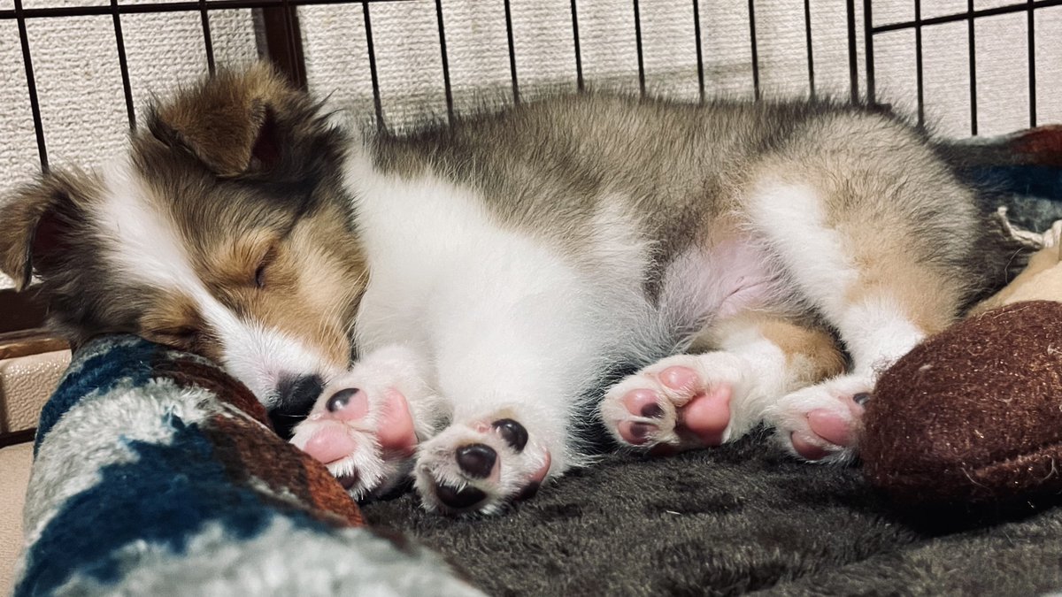 tsuku_sheltie's tweet photo. だばあ https://t.co/rvYI8Vhhtz