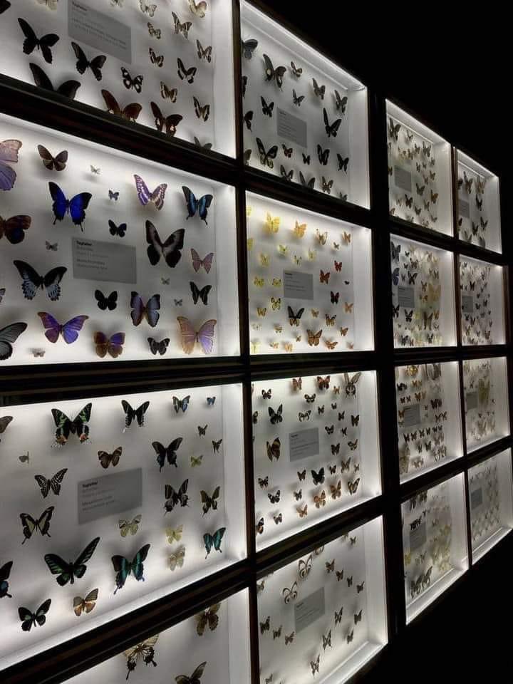 artindetails's tweet photo. butterfly gallery https://t.co/Y6A6yLn5rb