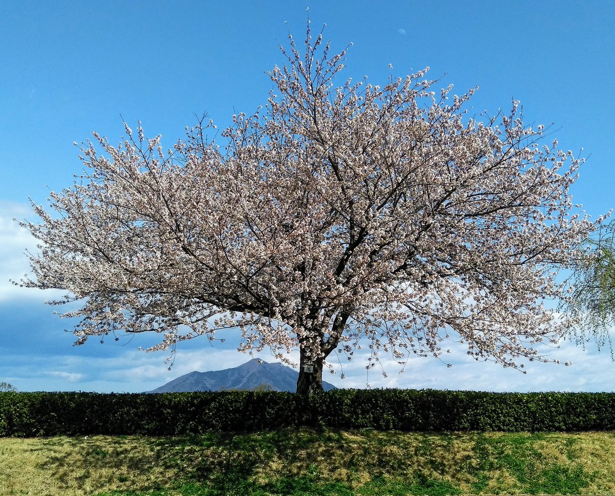 ハム太郎。 tweet media