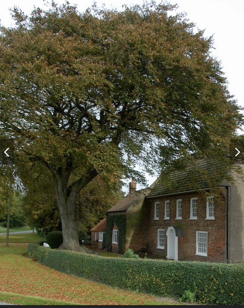 FarmerBarney's tweet photo. #NationalTreeWeek #copperbeech this tree was planted last year by Hugh and I. The new tree has TPO listed on it after we lost its predecessor 🌳🌳 https://t.co/S3kwBe0LcM