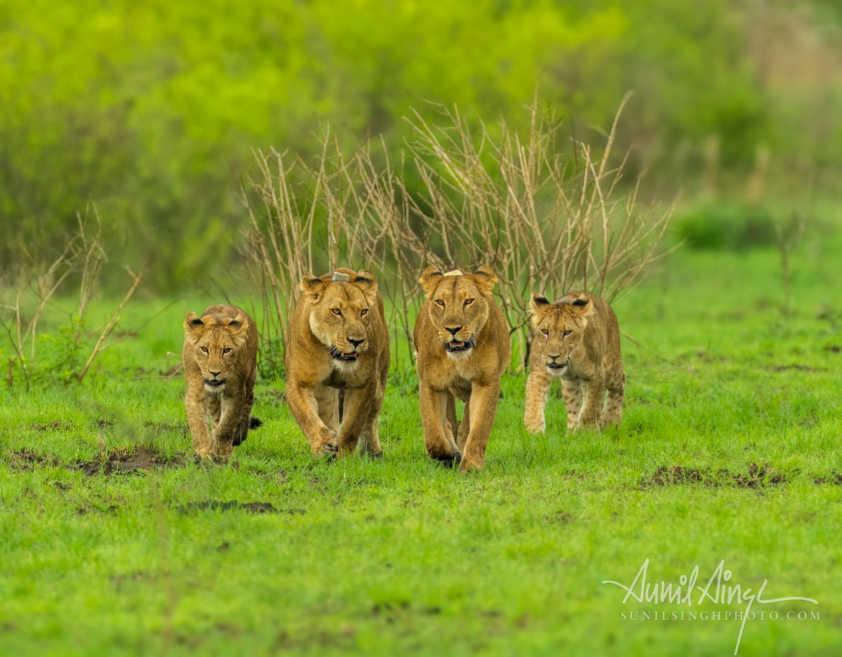 SinghSunil's tweet photo. Parade of the pride
African Lion, Queen Elizabeth National Park, Uganda
#lion #uganda #nature #naturephotography #wildlife #wildlifephotography #wildlife_focus #wildlifeconservation #wildlifeplanet #wildlifeaddicts @sonyalpha #sonyalpha #sonya1 #sony600mmf4 https://t.co/HS7hplUZX4