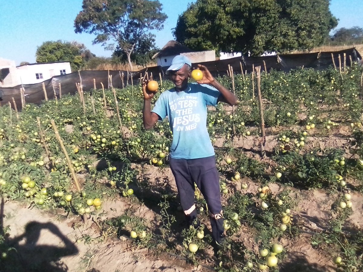hwendec's tweet photo. I posted a picture of the maize I harvested on Tik Tok and many ZANU PF people rushed to post about the Land Reform. I never applied or received a farm but I am utilizing my ancestral land 4ha that was left to my father and his siblings by my grandfather Mr Makudo Hwende. I have 2 boreholes and can afford to irrigate 2ha of Maize 2 times a year. Last year I harvested 9tons per Ha and I am aiming at 17 tons per ha. The national average kumamisha is 0.5 tons per Ha we must have a conversation on how we can help our communal farmers to reach at least 5 tons per Ha