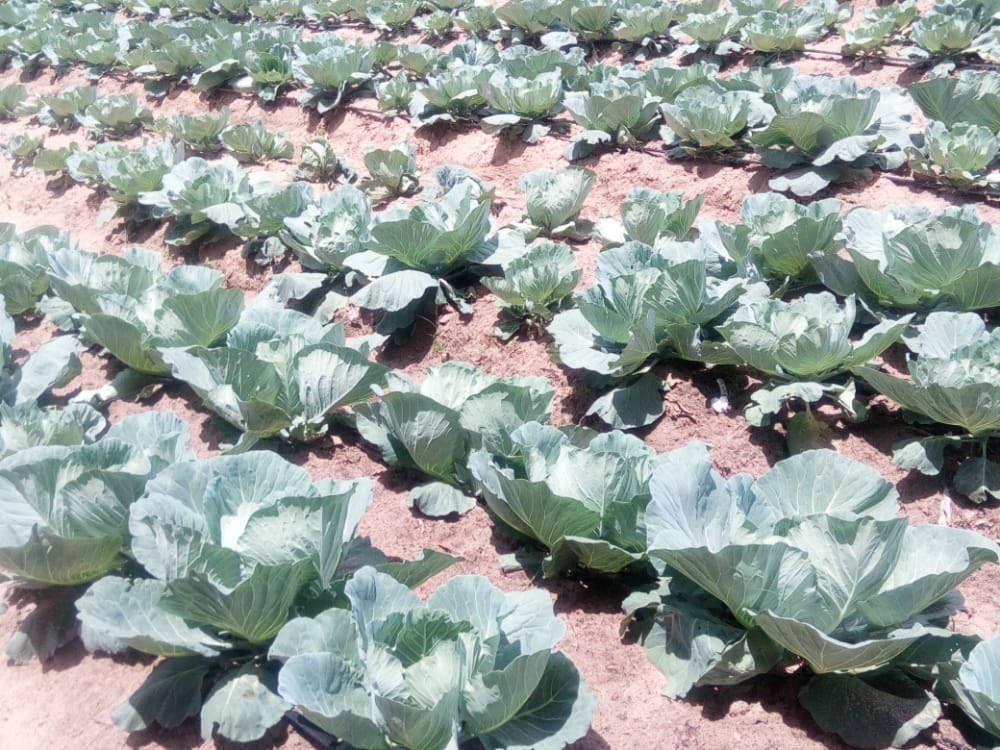 I posted a picture of the maize I harvested on Tik Tok and many ZANU PF people rushed to post about the Land Reform. I never applied or received a farm but I am utilizing my ancestral land 4ha that was left to my father and his siblings by my grandfather Mr Makudo Hwende. I have…