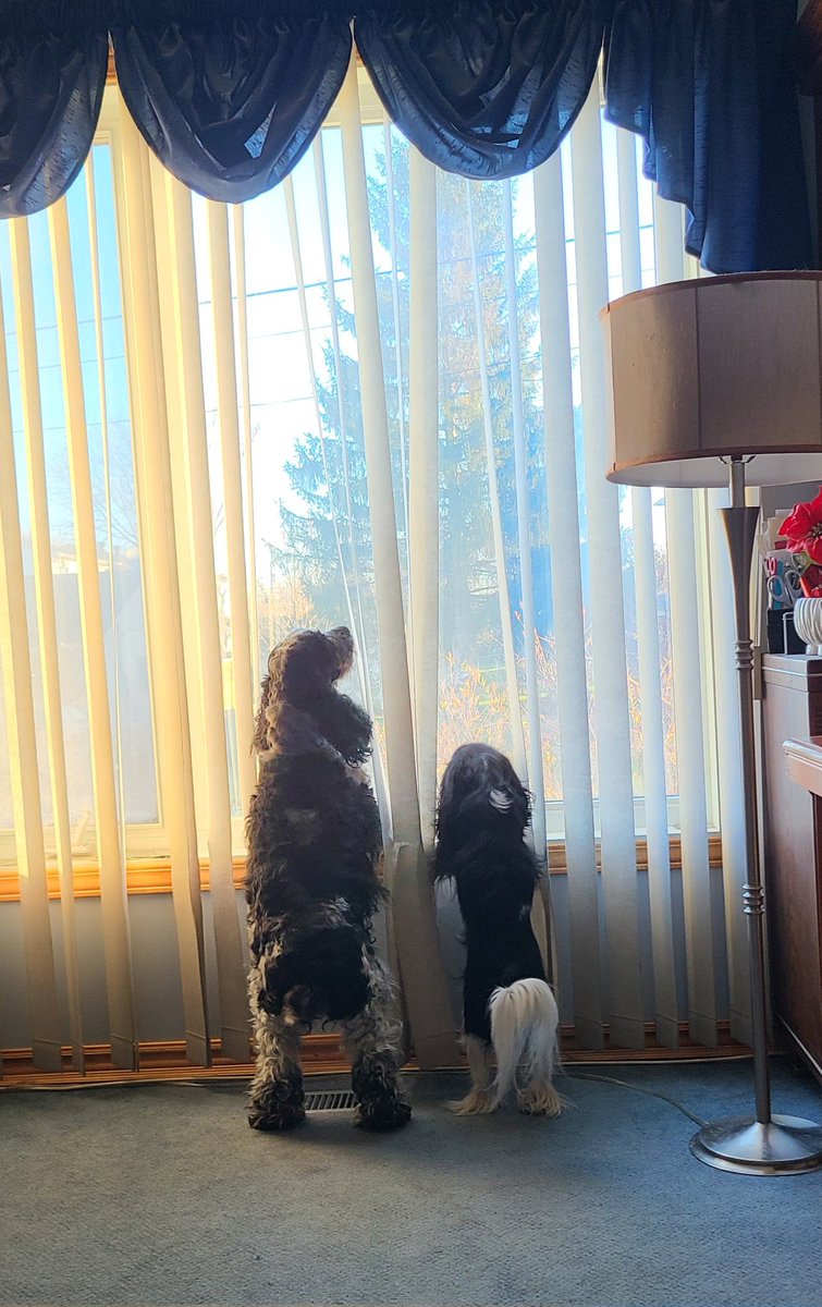 SillyCav's tweet photo. Good morning sunshine!! Let's go mom time for walkies!
Hope you have sunshine today and not rain friends โฅ๏ธโฅ๏ธ
#dogsoftwittwer https://t.co/034LNK5RFO