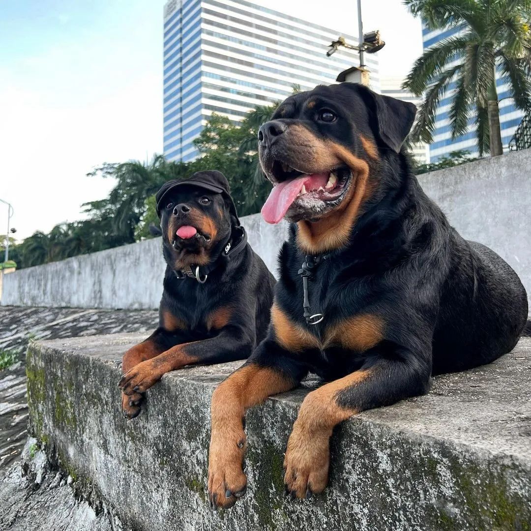 rottweiler7633's tweet photo. Perfect shoot https://t.co/U9YhWs6ICB