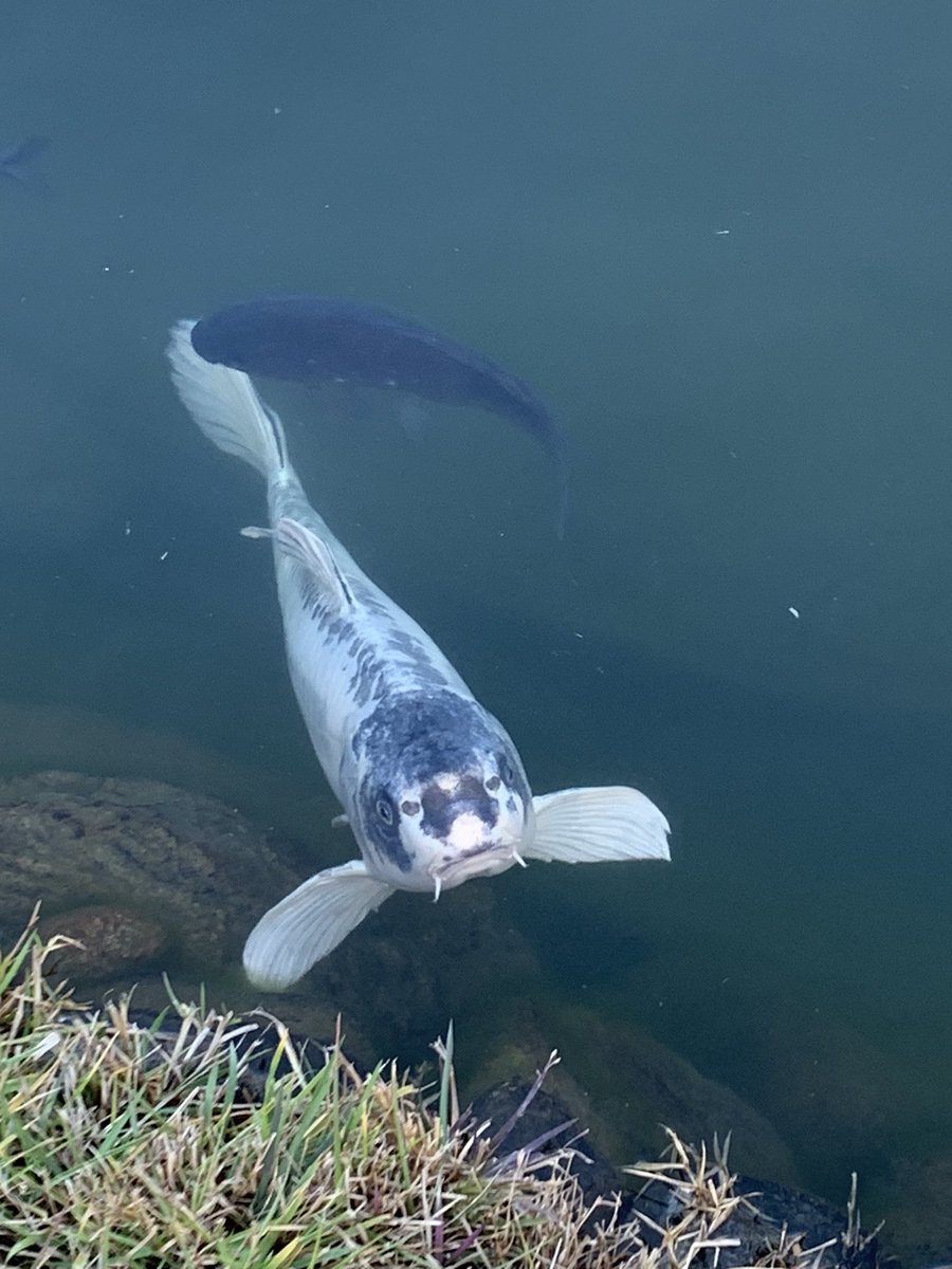 ozil10's tweet photo. 桃源郷公園の人面魚(公式) https://t.co/OPUkNLQUWc